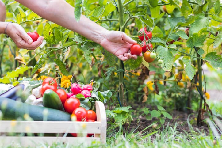 Consider two activities related to food that can support your recovery. Let’s consider the benefits of gardening and cooking.